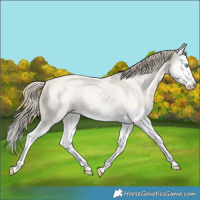 Horse Color:Perlino Roan Splash 