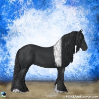 Horse Color:Black Tobiano Rabicano