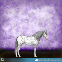 Horse Color:Blue Onyx Sabino Appaloosa Rabicano 