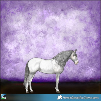 Horse Color:Blue Onyx Sabino Appaloosa Rabicano 