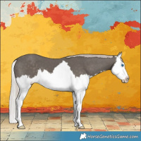 Horse Color:Silver Black Sabino Splash