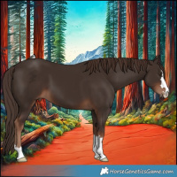 Horse Color:Liver Chestnut 