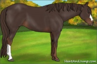 Horse Color:Liver Chestnut 