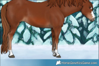 Horse Color:Chestnut 