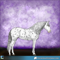 Horse Color:Black Sabino Appaloosa Rabicano 