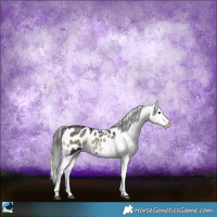 Horse Color:Blue Onyx Sabino Appaloosa Rabicano 