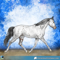 Horse Color:Platinum Liver Chestnut Tobiano Appaloosa