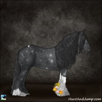 Horse Color:Black Tobiano 