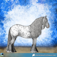 Horse Color:Black Appaloosa Rabicano 