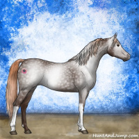 Horse Color:Gray Chestnut 