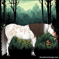 Horse Color:Bay Dun Splash Tobiano Appaloosa 
