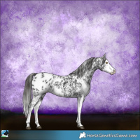 Horse Color:Black Sabino Appaloosa 