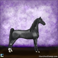 Horse Color:Black Rabicano 