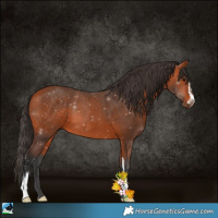 Horse Color:Bay Sabino 