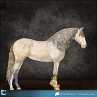 Horse Color:Buckskin Sabino Varnish 