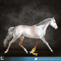 Horse Color:Gray Chestnut Sabino Tobiano