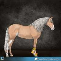 Horse Color:Silver Amber Champagne Sabino 
