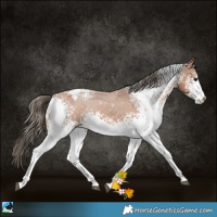 Horse Color:White Spotted Bay Appaloosa 