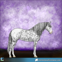 Horse Color:Black Appaloosa Rabicano 
