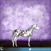 Horse Color:Brown Ice Mushroom Appaloosa 
