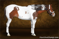 Horse Color:Bay Tobiano 
