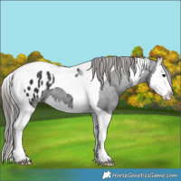 Horse Color:Black Splash Tobiano Appaloosa