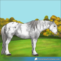 Horse Color:White Spotted Black Tobiano Appaloosa