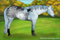 Horse Color:ERROR: UNKNOWN ANOMALY
