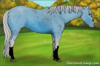 Horse Color:ERROR: UNKNOWN ANOMALY