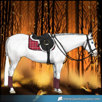 Horse Color:Silver Bay Roan Splash Appaloosa 