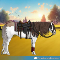 Horse Color:Classic Champagne Splash