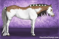 Horse Color:Bay Splash Frame 
