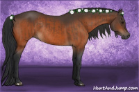 Horse Color:Bay Rabicano  and Bay Rabicano 