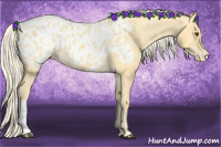 Horse Color:Palomino Dun Appaloosa 