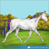 Horse Color:Painted Red Dun Sabino Tobiano Frame Appaloosa Rabicano