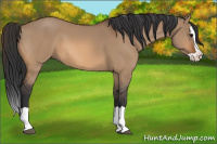Horse Color:Bay Dun Splash 