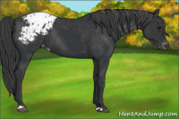 Horse Color:Black Appaloosa Rabicano 