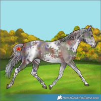 Horse Color:Nacre White Spotted Silver Black Splash Frame 