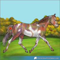 Horse Color:Nacre Chestnut Splash Tobiano Frame 
