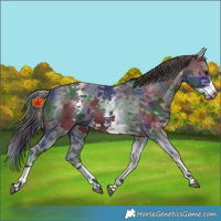 Horse Color:Nacre White Spotted Black Sabino Frame 