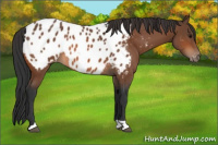 Horse Color:Bay Appaloosa 