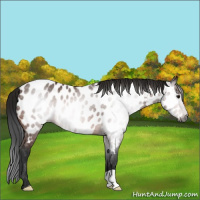 Horse Color:Gray Bay Appaloosa 