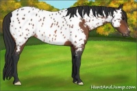 Horse Color:Bay Appaloosa