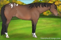 Horse Color:Brown Appaloosa 