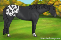 Horse Color:Black Appaloosa 