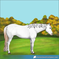 Horse Color:Bay Dun Appaloosa