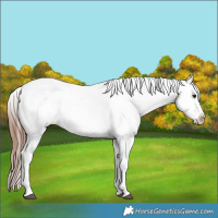 Horse Color:White Spotted Bay Appaloosa