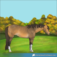 Horse Color:Buckskin 