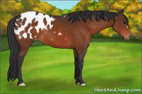 Horse Color:Bay Appaloosa