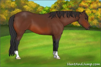 Horse Color:Bay 